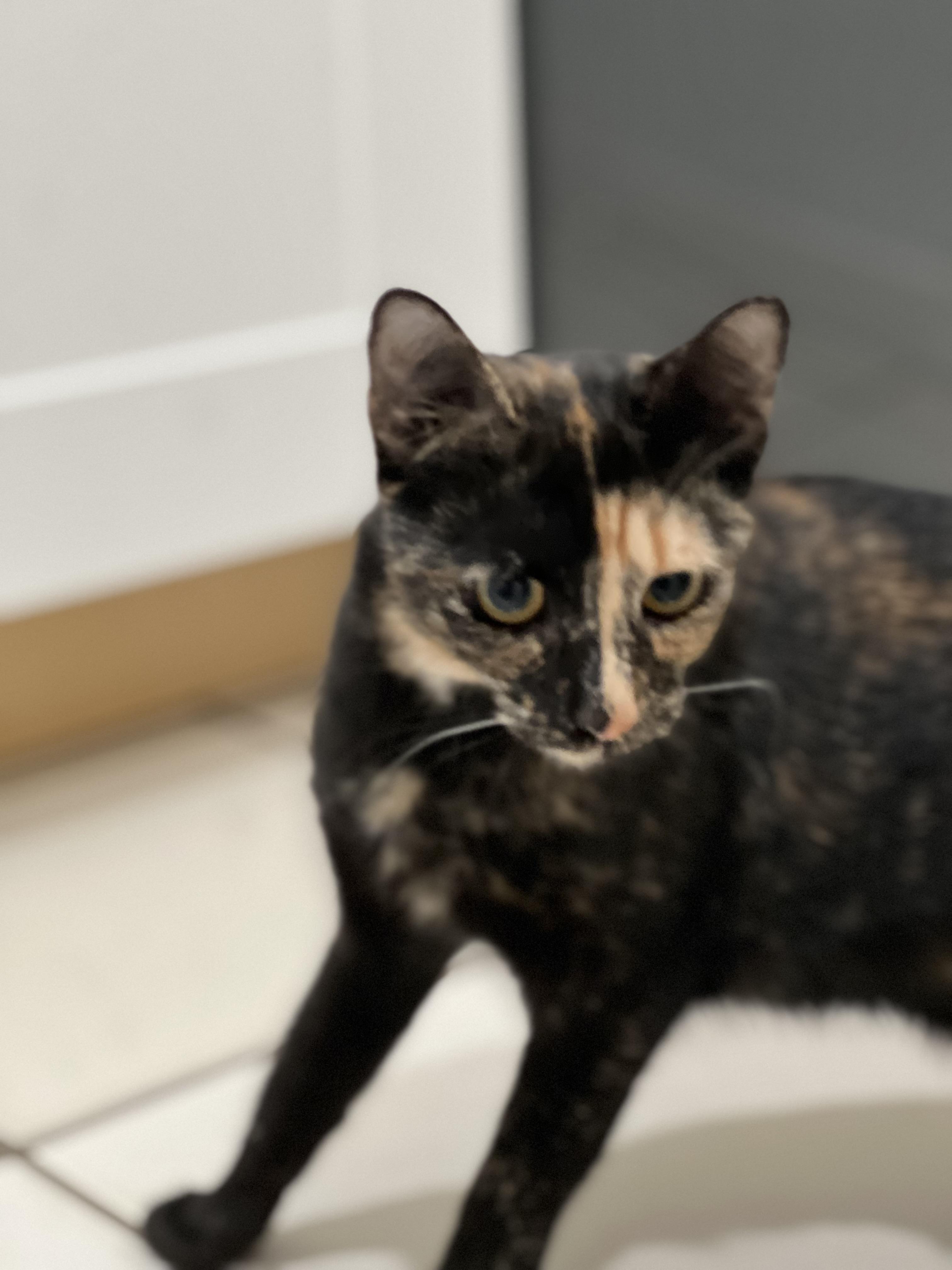 Enlarge Callie, a Adopted Domestic Short Hair in astoria, NY image 5/6