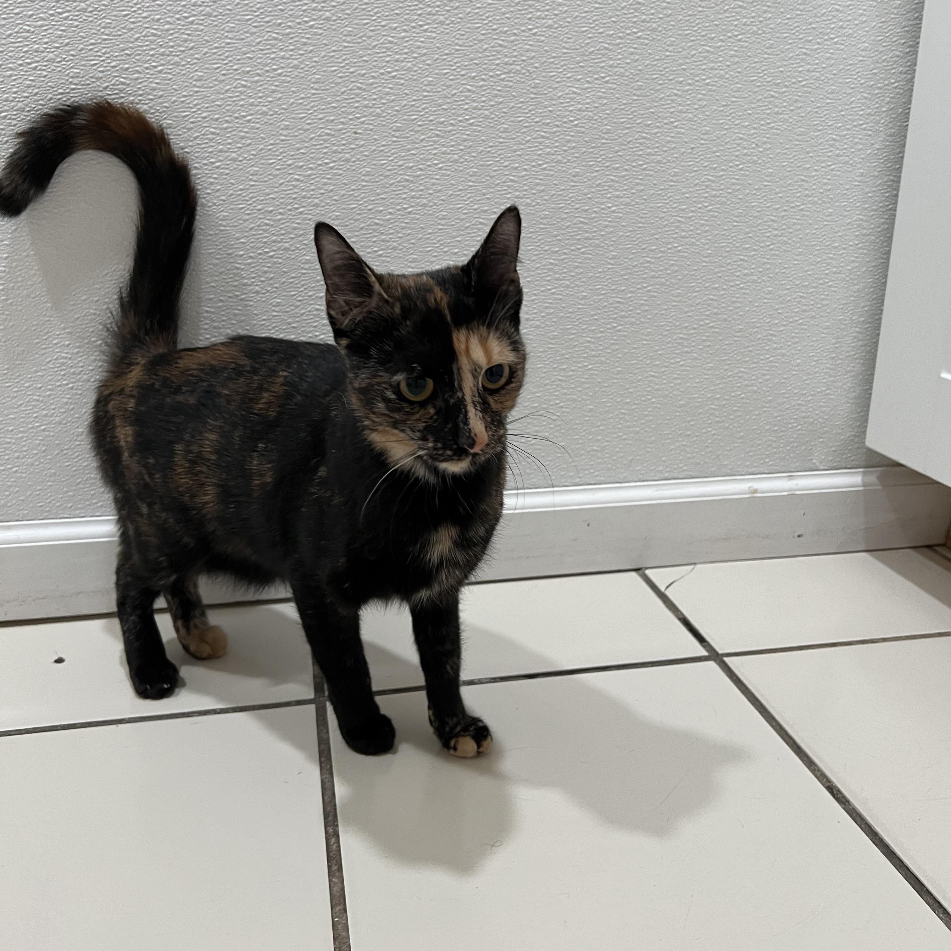 Enlarge Callie, a Adopted Domestic Short Hair in astoria, NY image 6/6