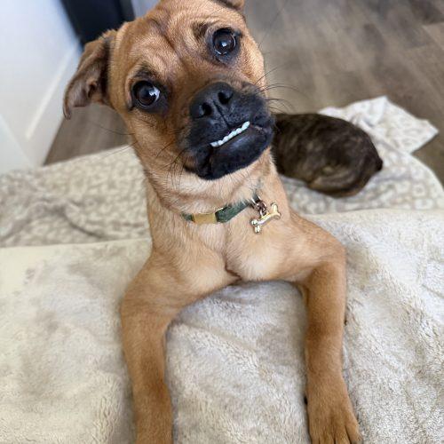 Freya, a Adoptable mixed breed in Lathrop, CA image 2/3