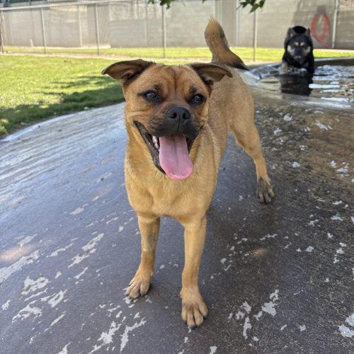 Freya, a Adoptable mixed breed in Lathrop, CA image 3/3