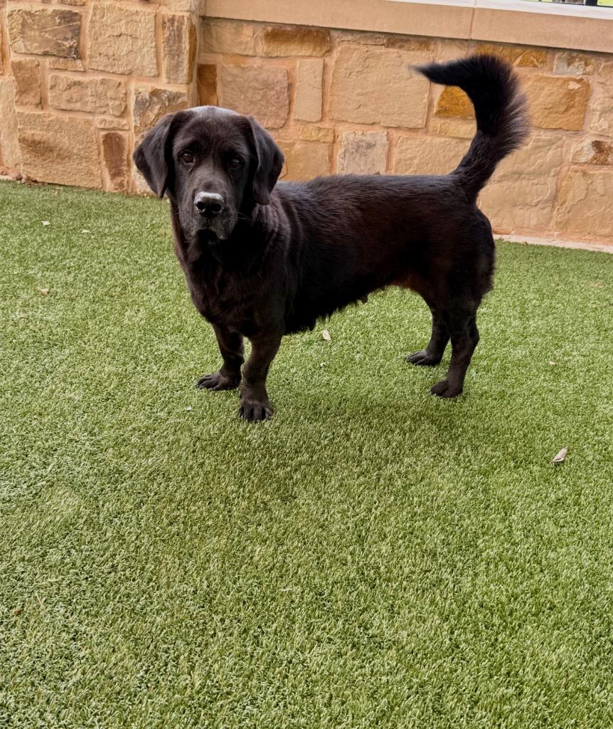 Cleo (Sadie), Adoptable, Adult Female Labrador Retriever & Basset Hound.