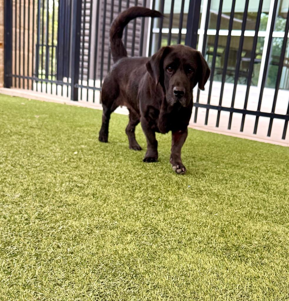 Enlarge Cleo (Sadie), a Adoptable mixed breed in Seguin, TX image 2/3