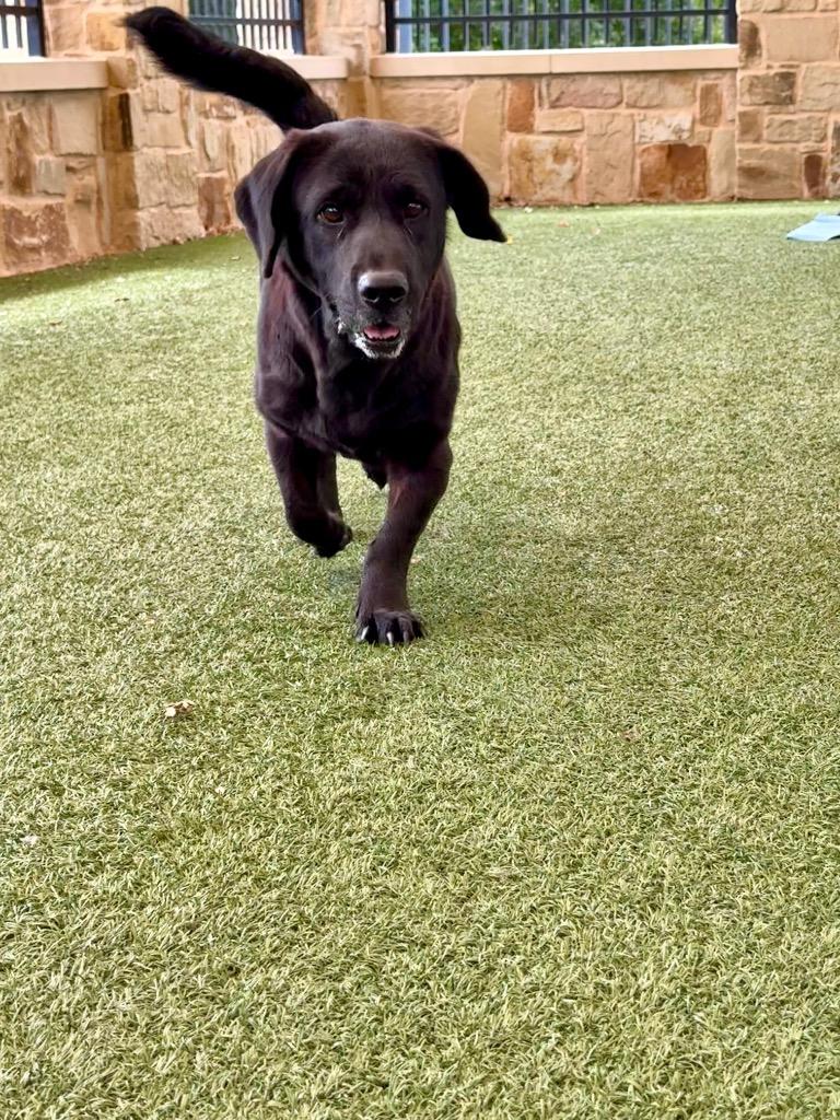Enlarge Cleo (Sadie), a Adoptable mixed breed in Seguin, TX image 3/3