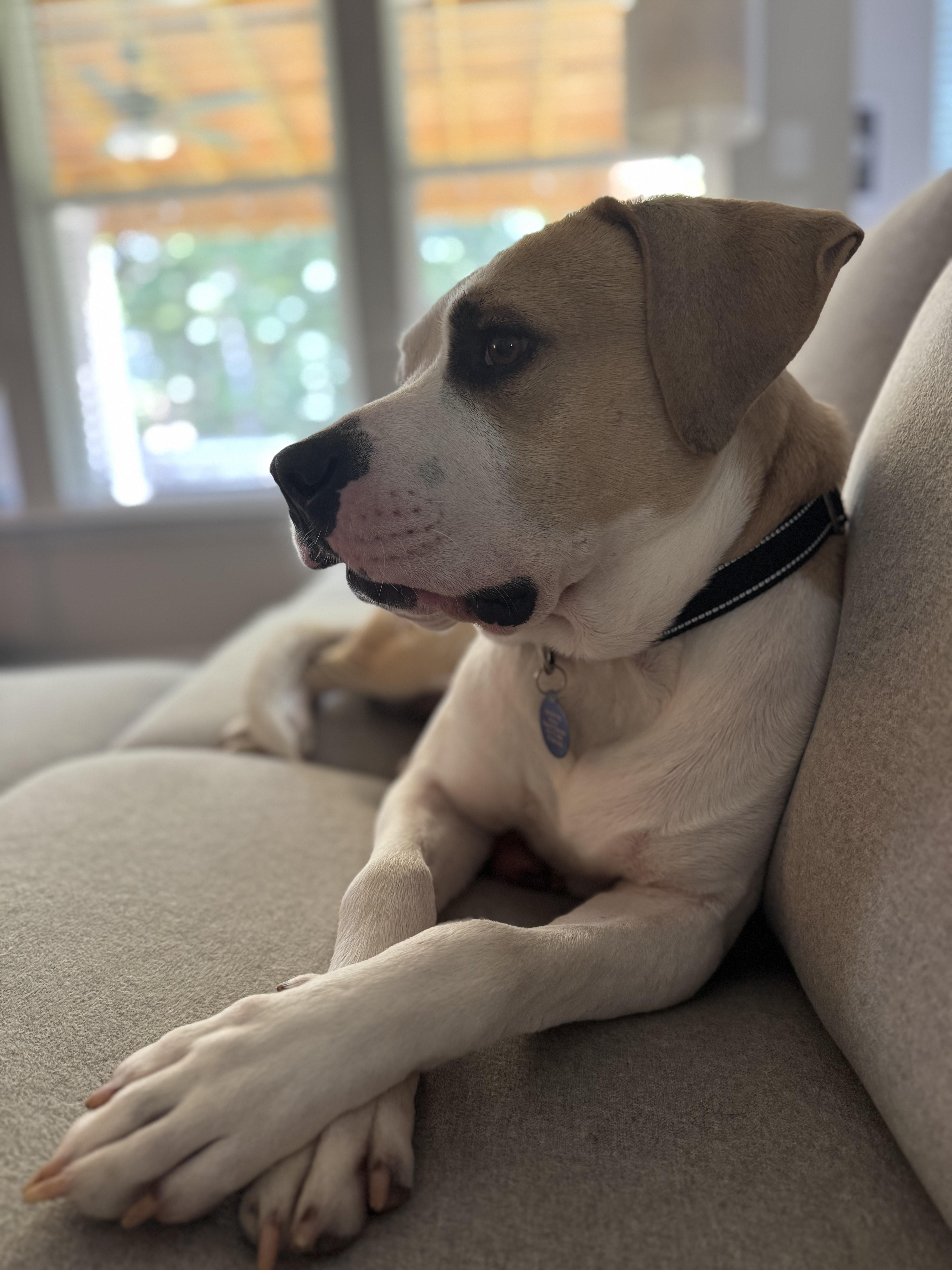 Maxim Walton, a Adoptable mixed breed in Roswell, GA image 3/3