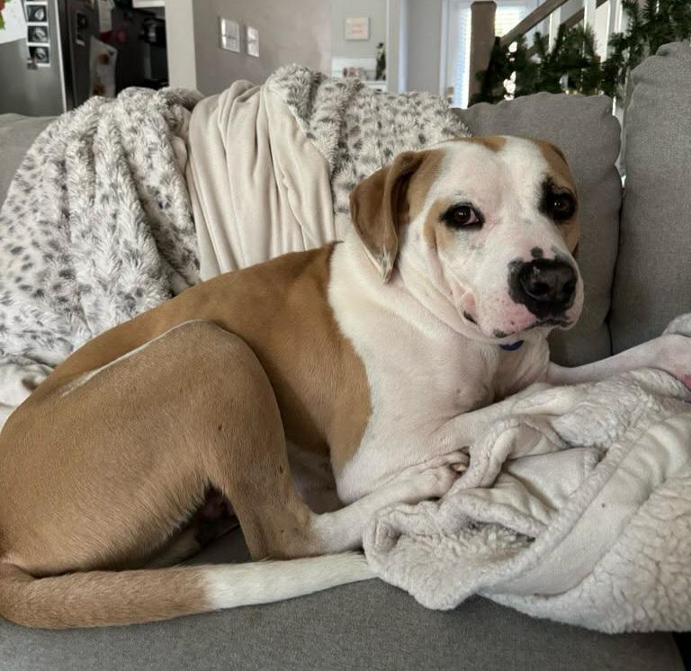 Maxim Walton, a Adoptable mixed breed in Roswell, GA image 2/3