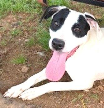 Bourbon, Adopted, Young Male Hound & Labrador Retriever.