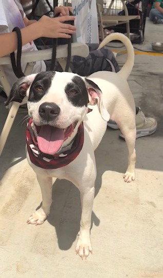Bourbon, a Adopted mixed breed in Carrollton, GA image 2/3