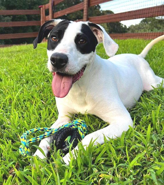 Bourbon, a Adopted mixed breed in Carrollton, GA image 3/3