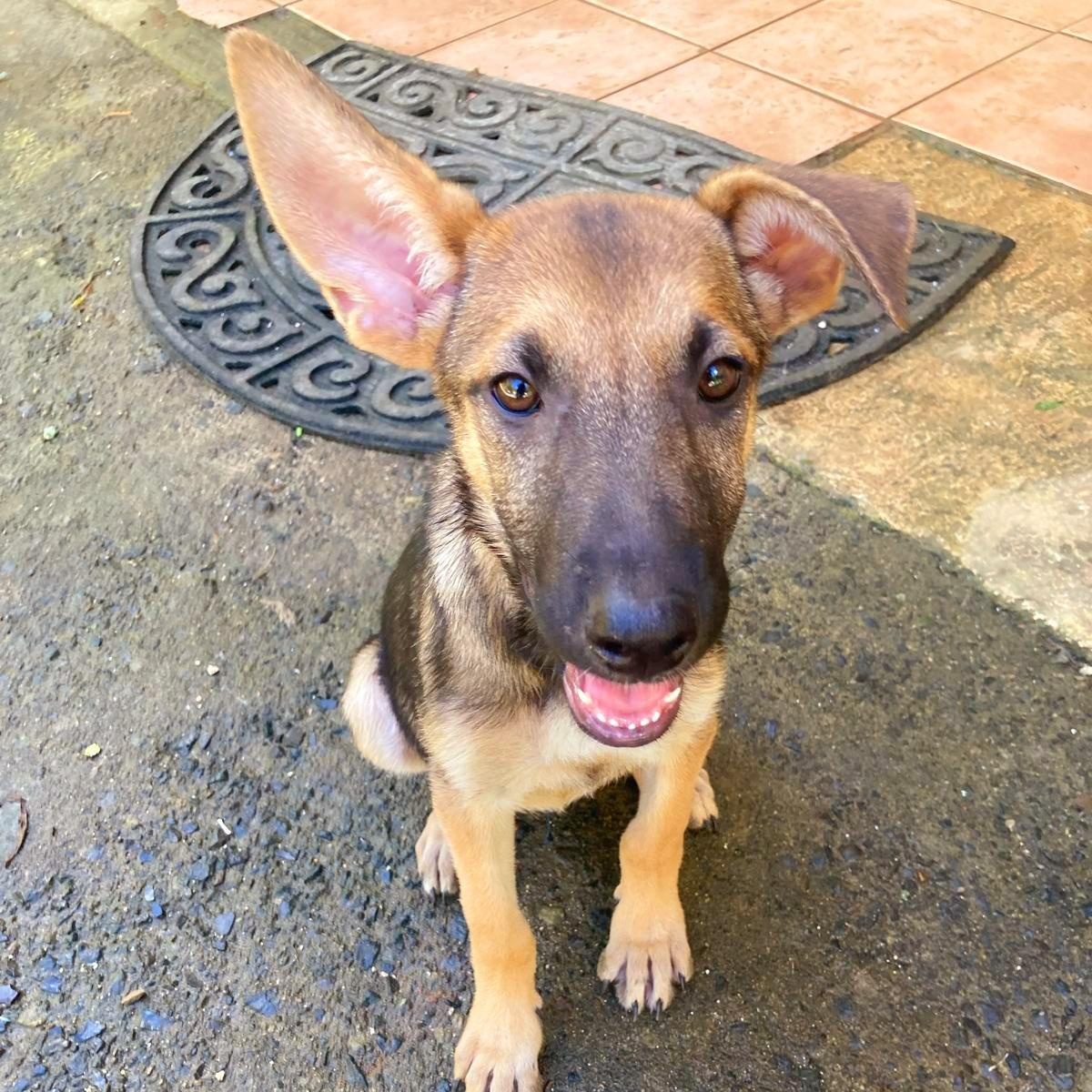 GRETA "All for you." (Currently in Puerto Rico), a Adoptable mixed breed in New York, NY image 1/4