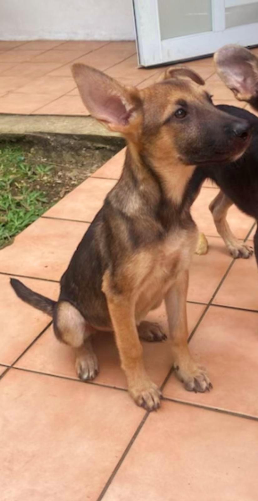 GRETA "All for you." (Currently in Puerto Rico), a Adoptable mixed breed in New York, NY image 4/4