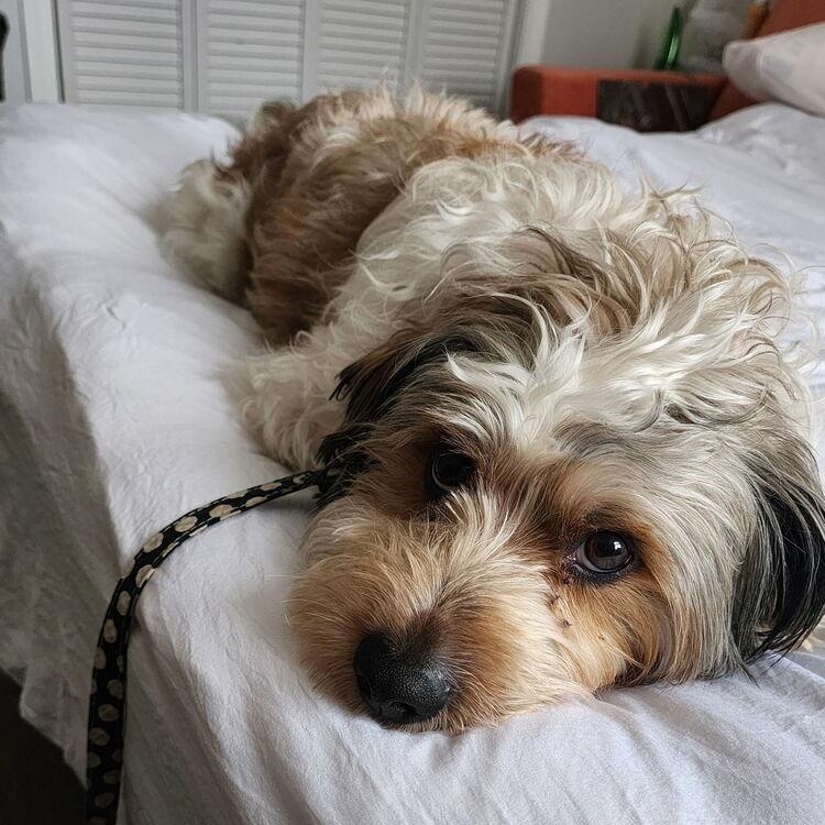 Enlarge Pepe, an adopted mixed breed in Lemont, IL image 3/6