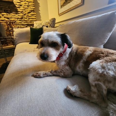 Enlarge Pepe, an adopted mixed breed in Lemont, IL image 5/6