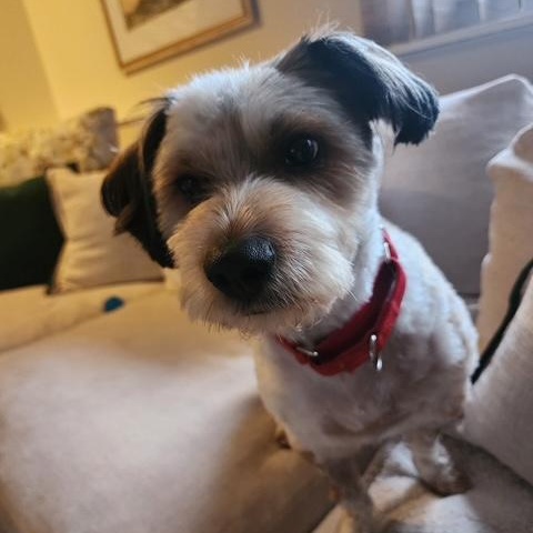 Pepe, adopted, Adult Male Terrier.