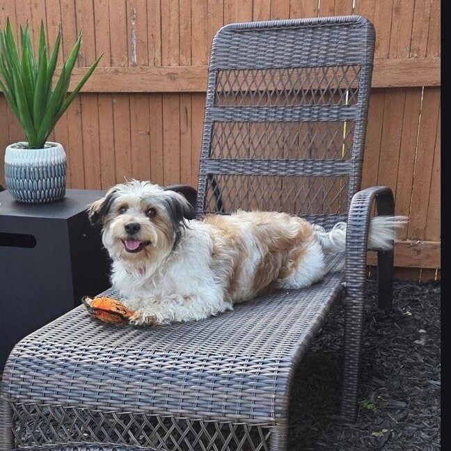 Enlarge Pepe, an adopted mixed breed in Lemont, IL image 4/6