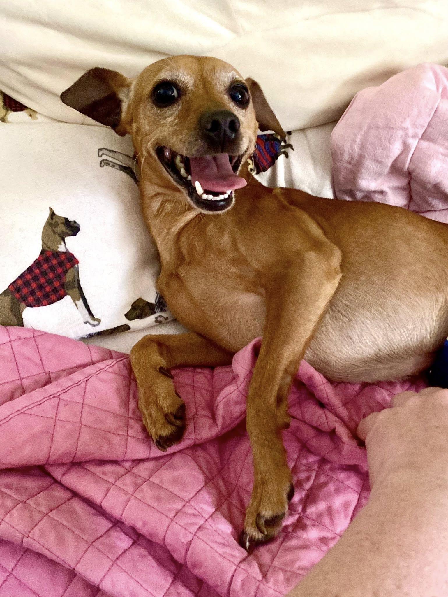 Bear, a Adoptable mixed breed in Houston, TX image 2/6