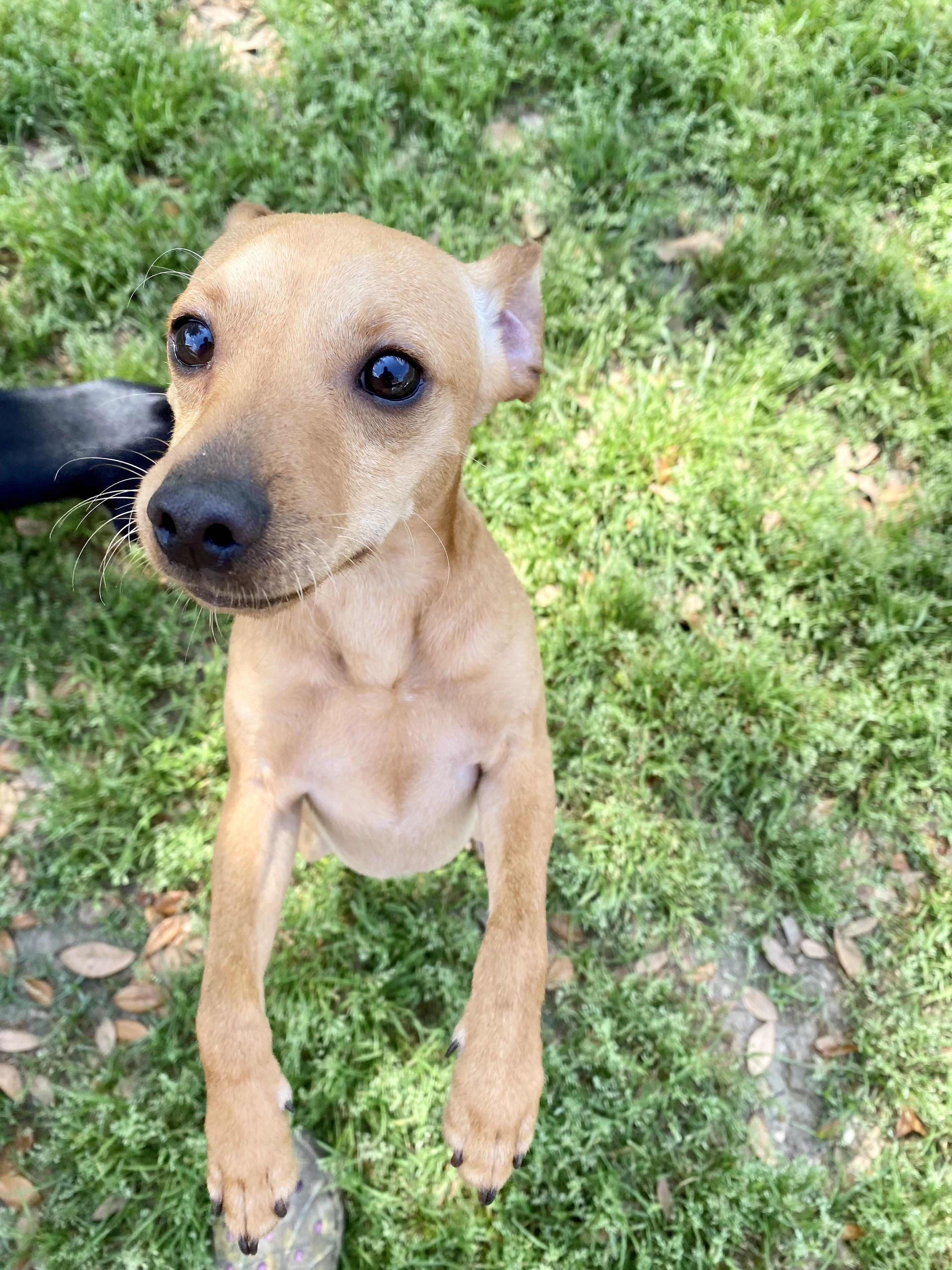 Bear, a Adoptable mixed breed in Houston, TX image 3/6