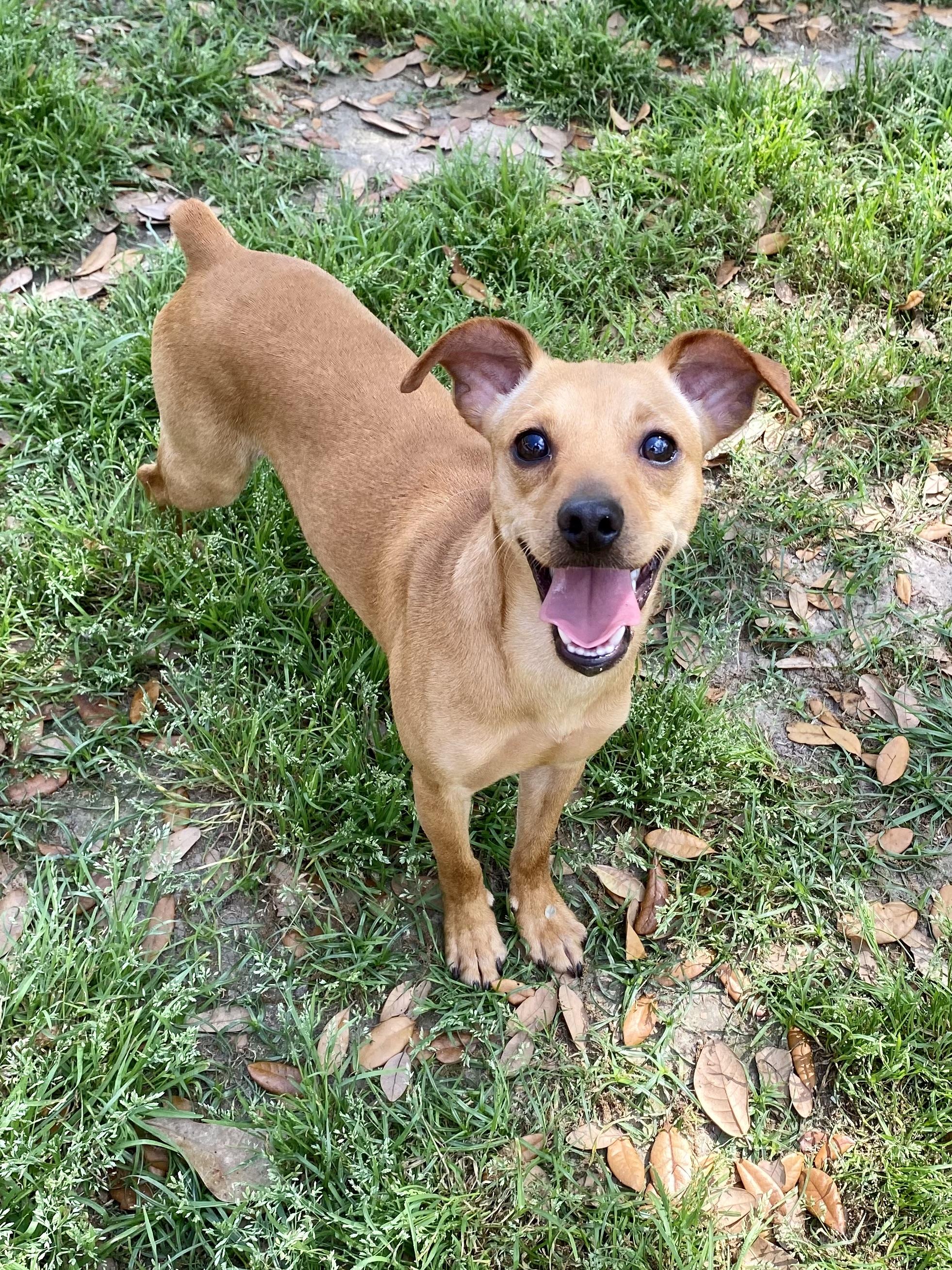Bear, Adoptable, Adult Male Miniature Pinscher & Chihuahua.