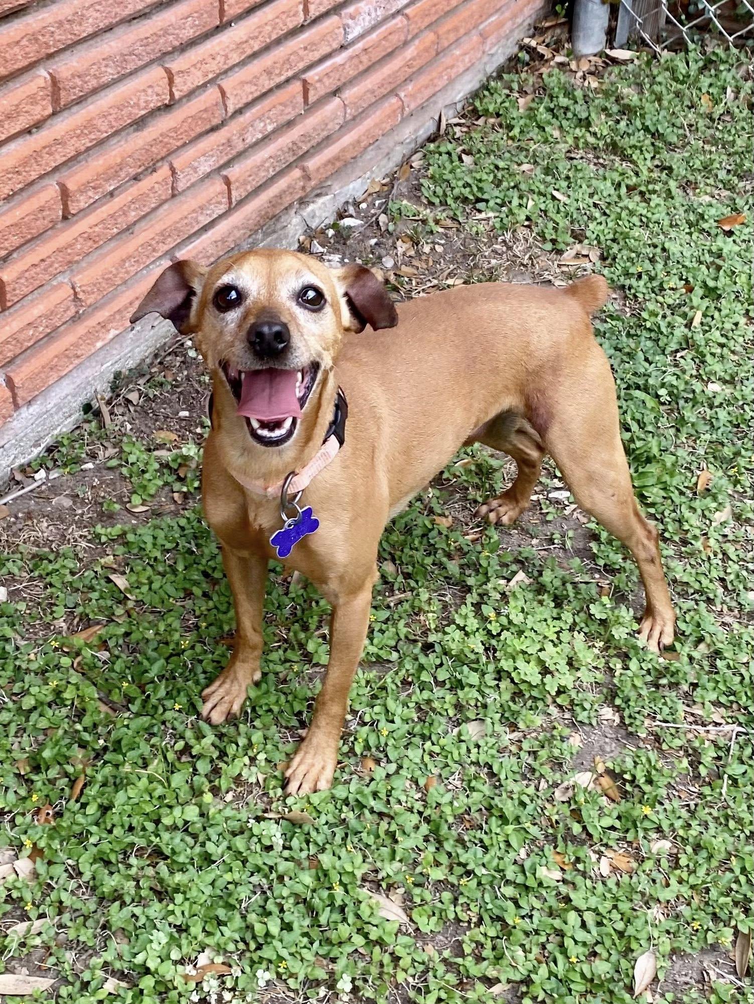 Bear, Adoptable, Adult Male Miniature Pinscher & Chihuahua.