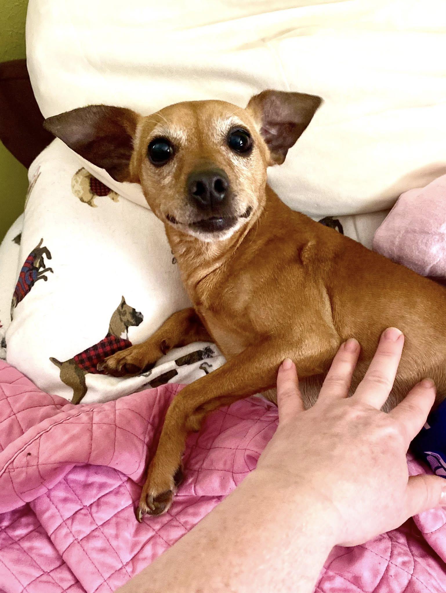 Bear, a Adoptable mixed breed in Houston, TX image 4/6