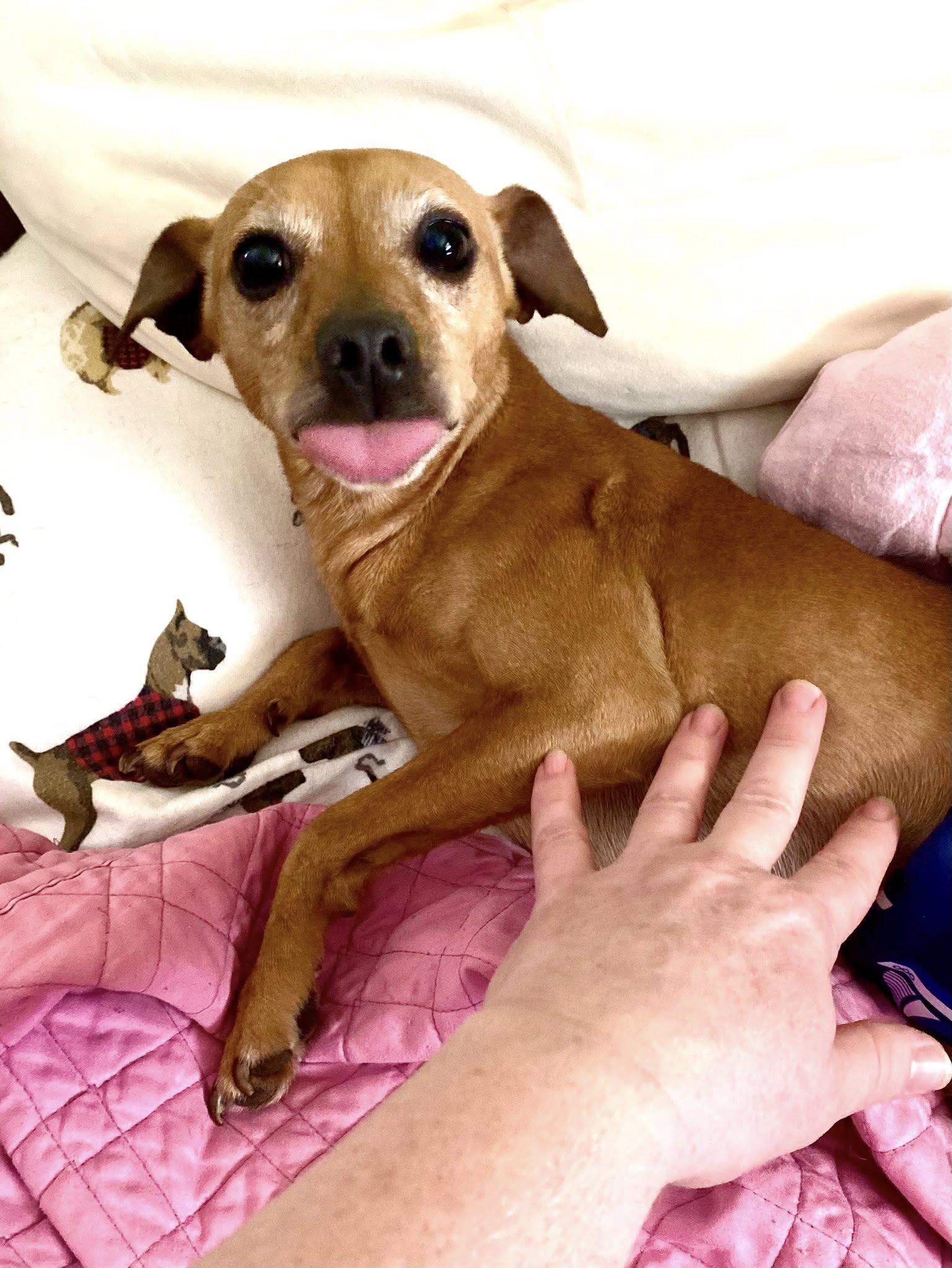 Bear, a Adoptable mixed breed in Houston, TX image 5/6