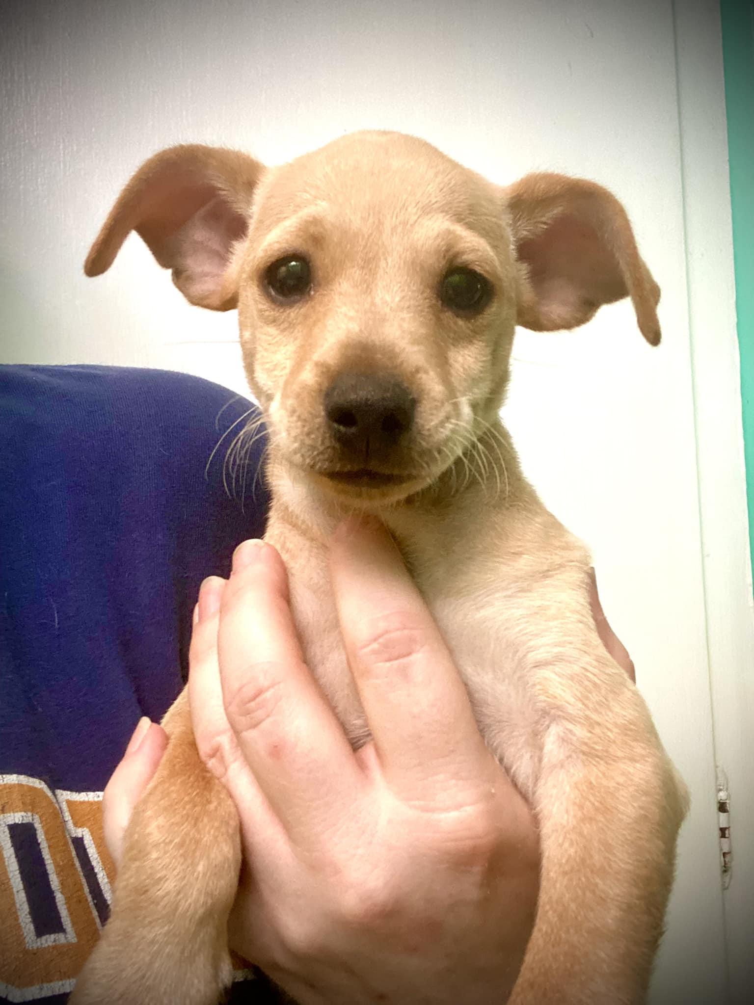 Bear, a Adoptable mixed breed in Houston, TX image 6/6