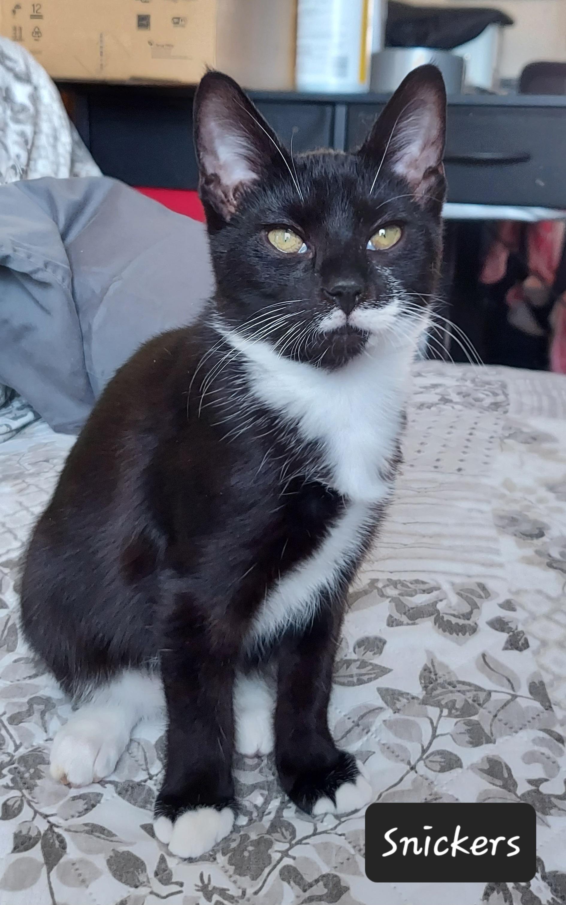 Snickers, adopted, Kitten Male Domestic Short Hair.