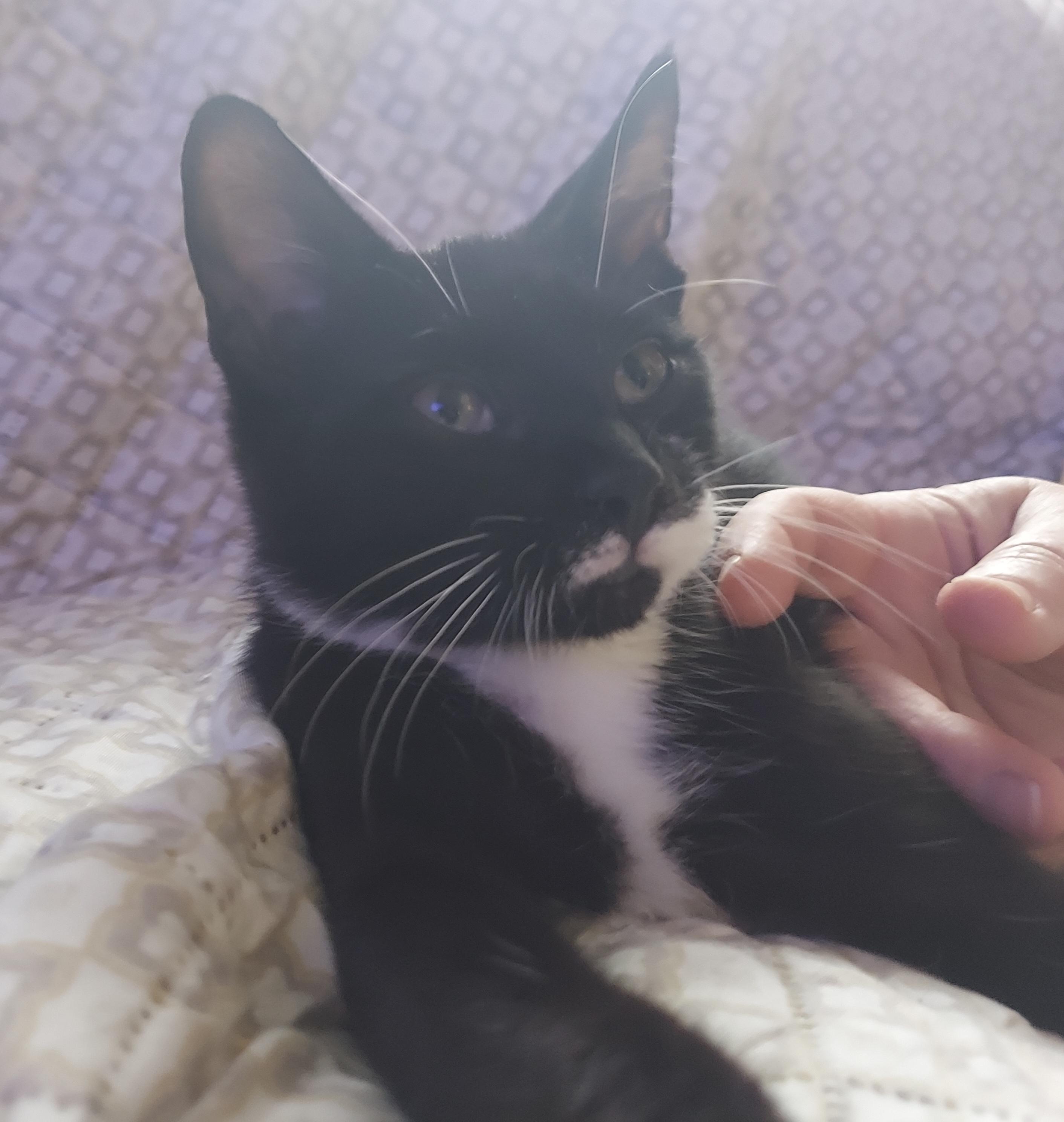 Enlarge Snickers, an adopted Domestic Short Hair in Morgantown, WV image 2/4