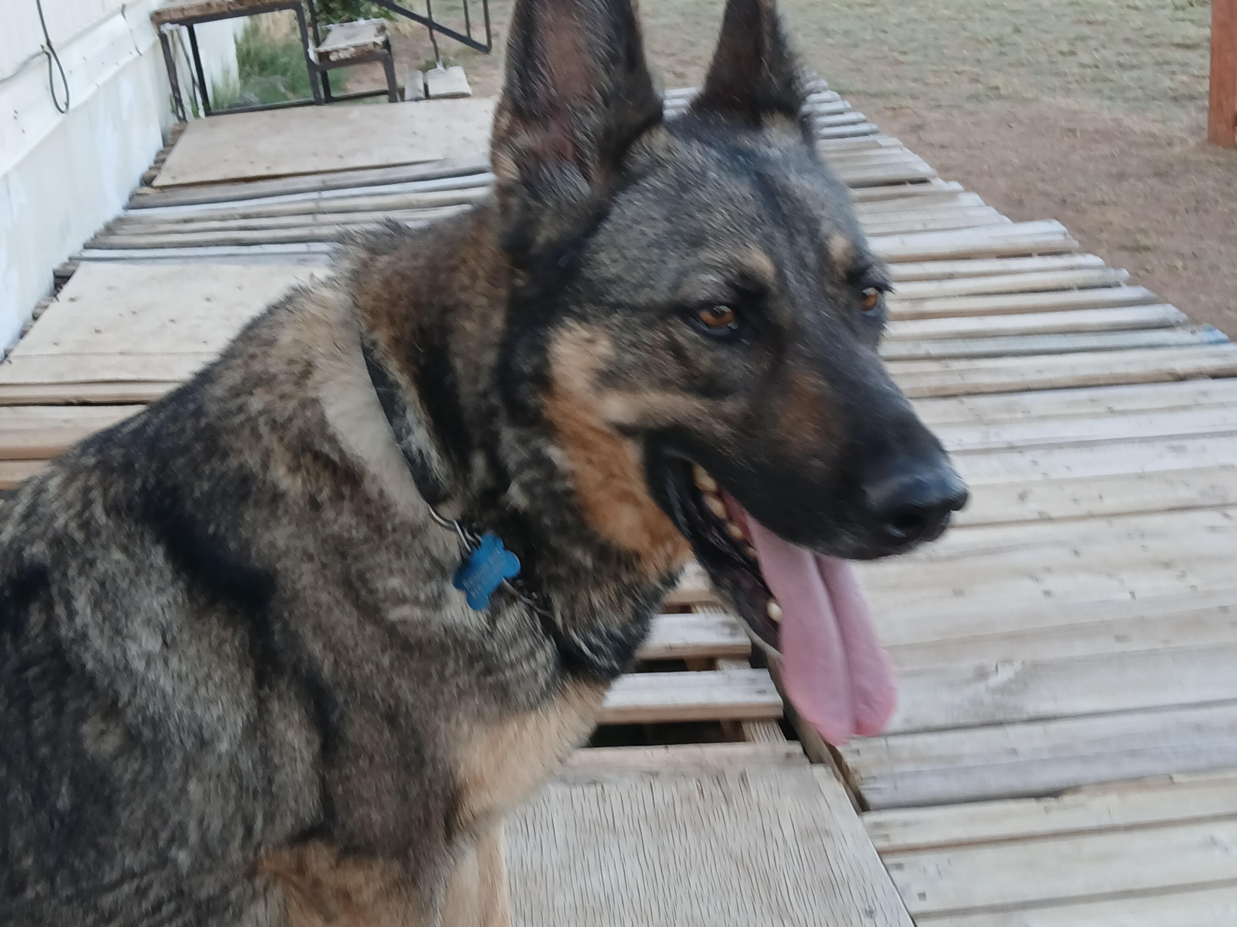 Harley, a ADOPTABLE German Shepherd Dog in Moriarty, NM image 1/4