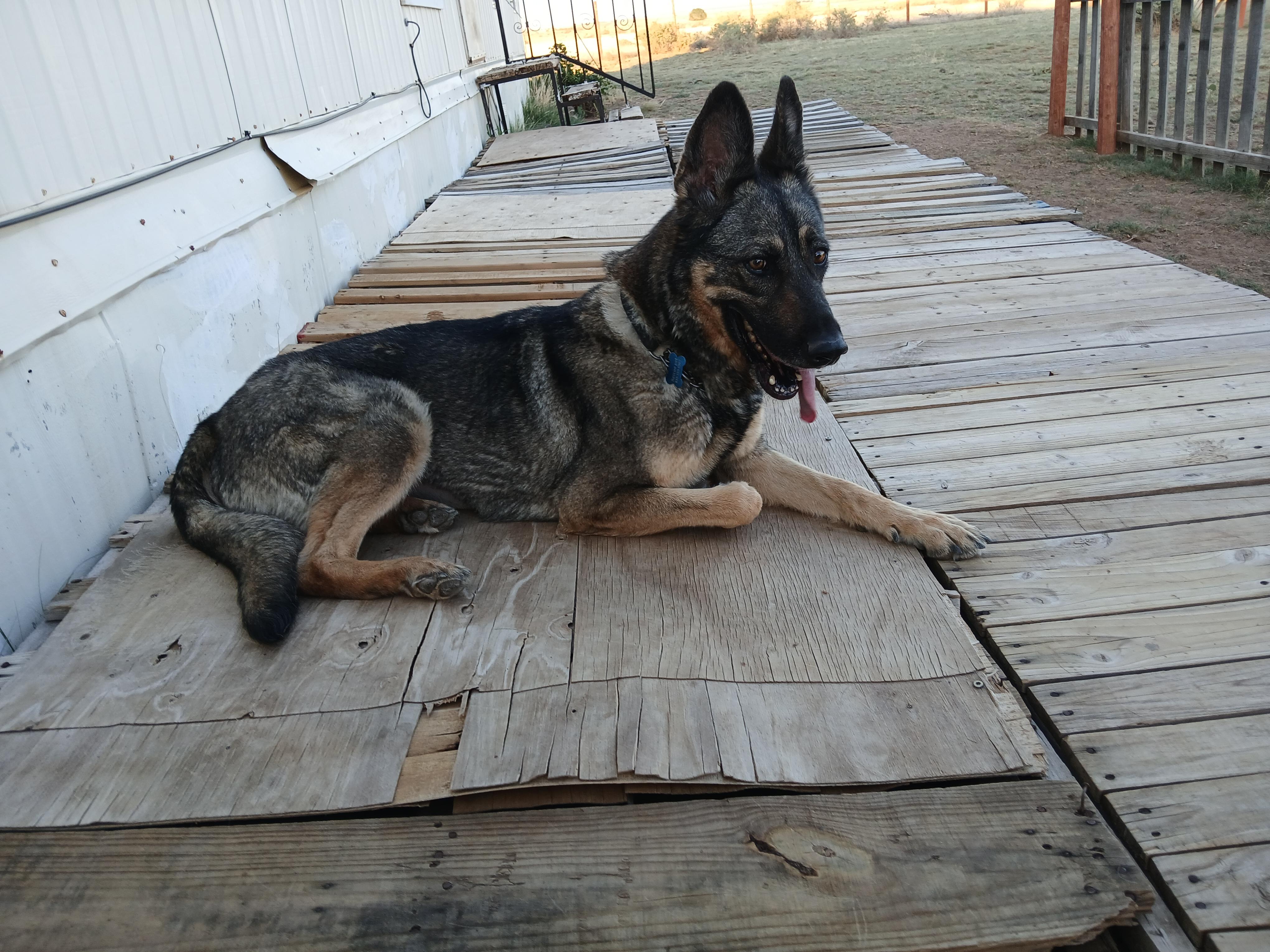 Harley, a ADOPTABLE German Shepherd Dog in Moriarty, NM image 2/4