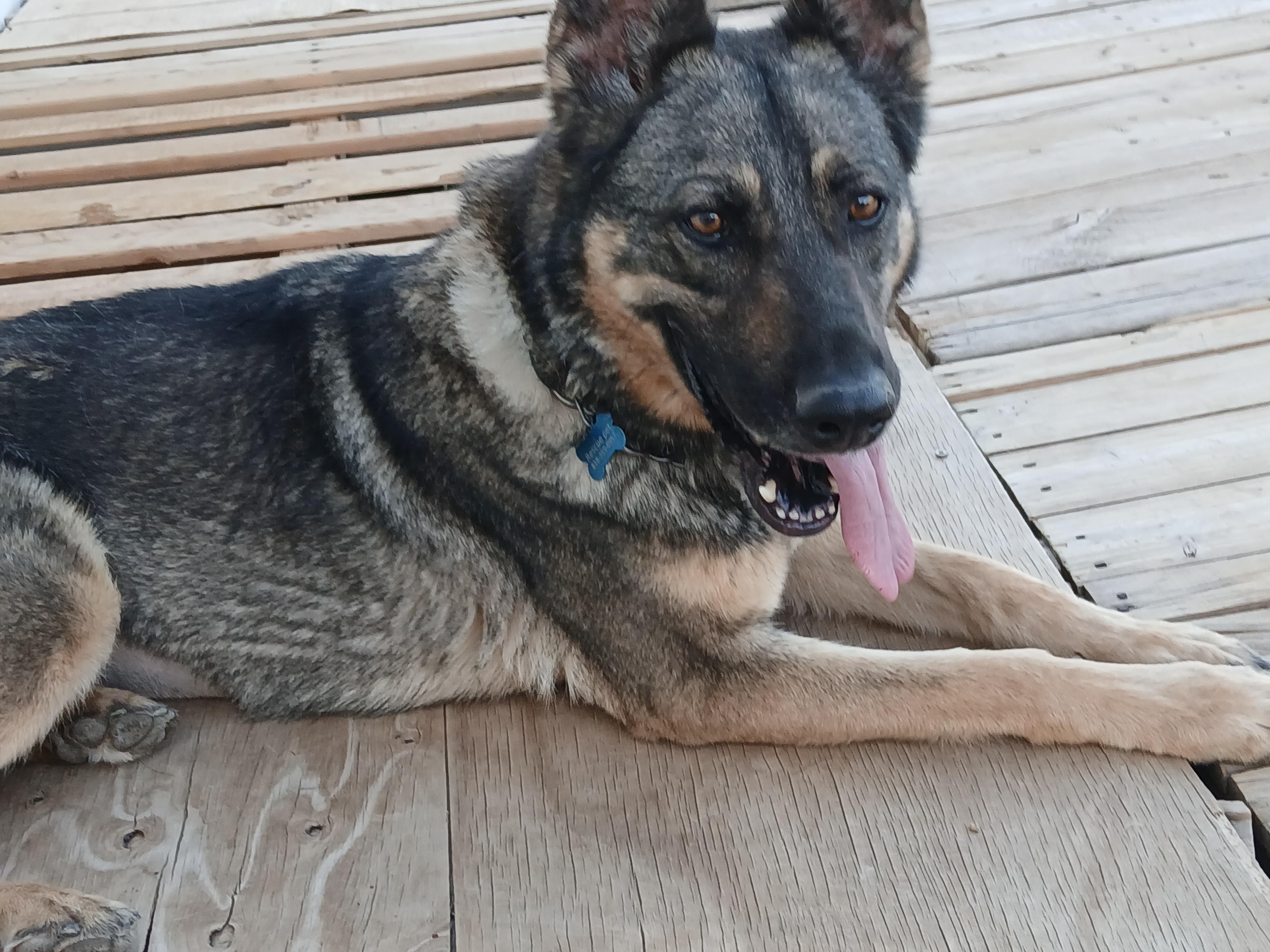 Harley, a ADOPTABLE German Shepherd Dog in Moriarty, NM image 3/4
