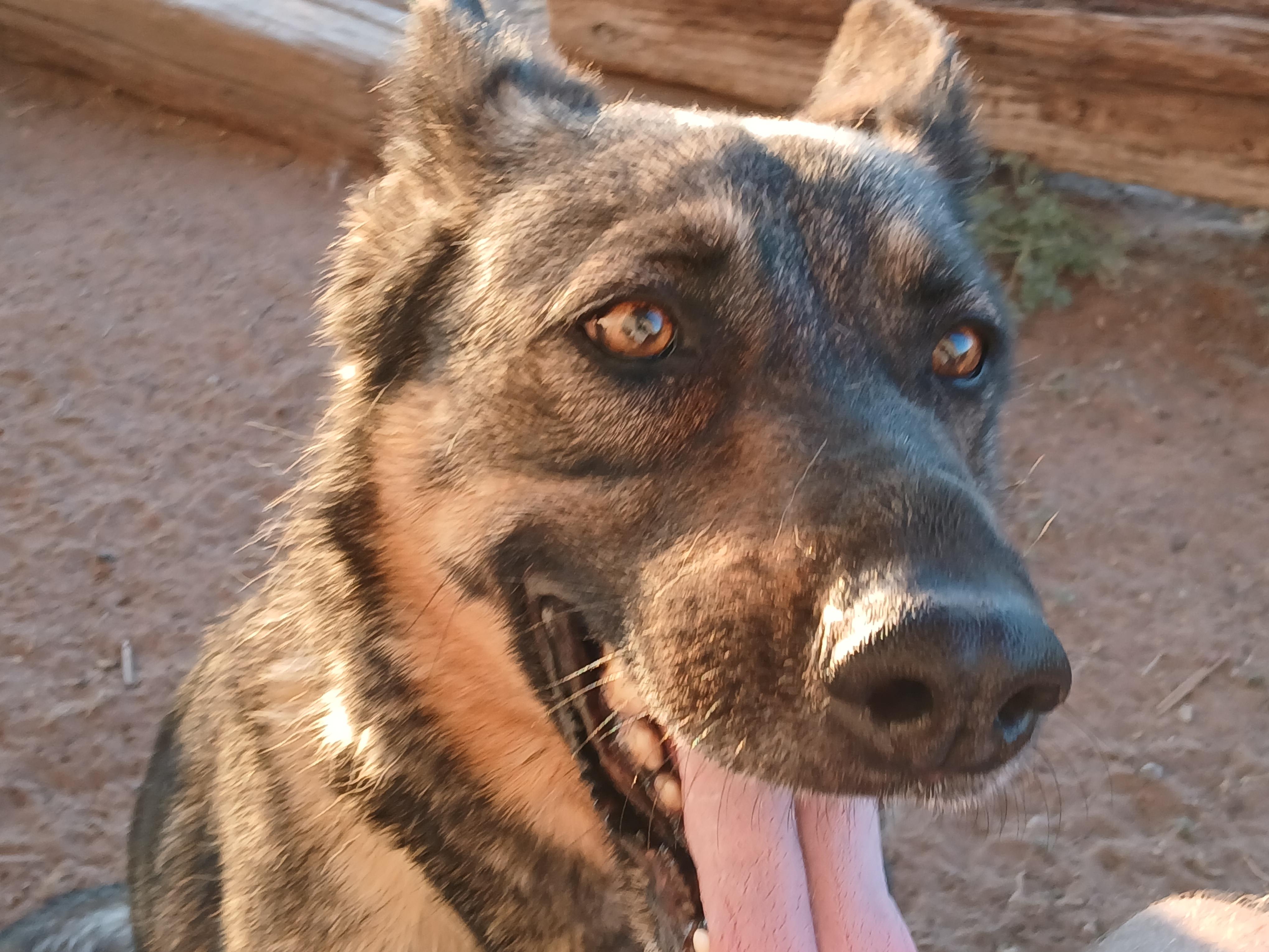 Harley, a ADOPTABLE German Shepherd Dog in Moriarty, NM image 4/4