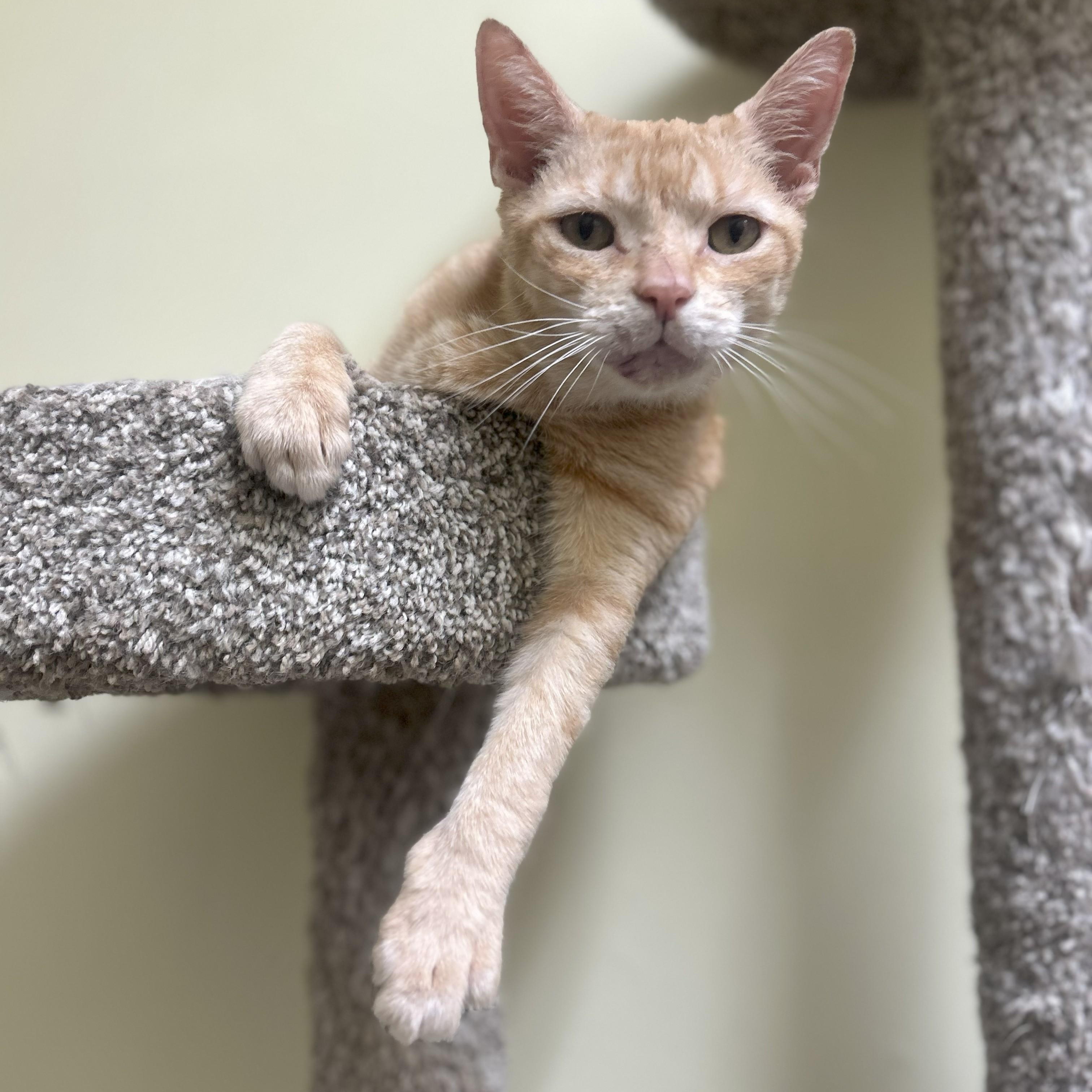 Mr. Sweet Face, adoptable, Adult Male Domestic Short Hair.