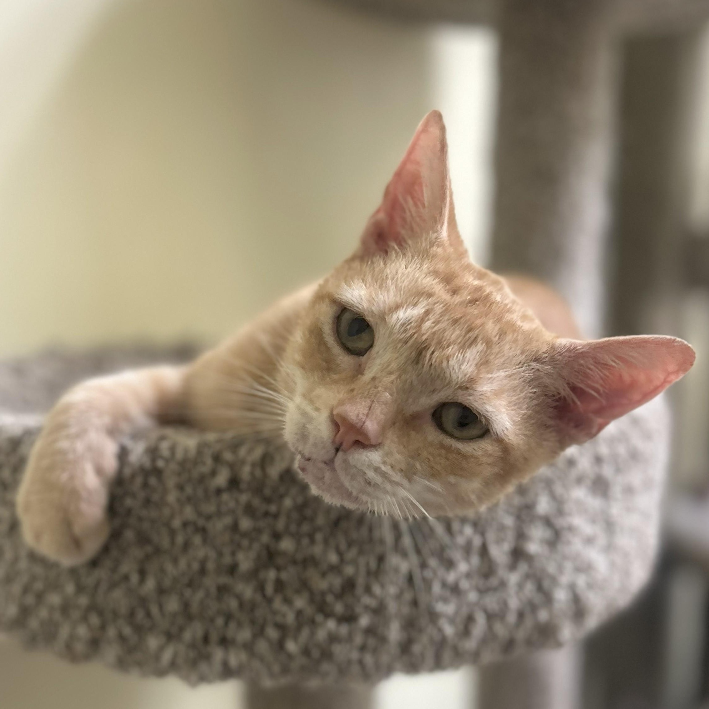 Mr. Sweet Face, an adoptable Domestic Short Hair in Margate, FL image 2/3