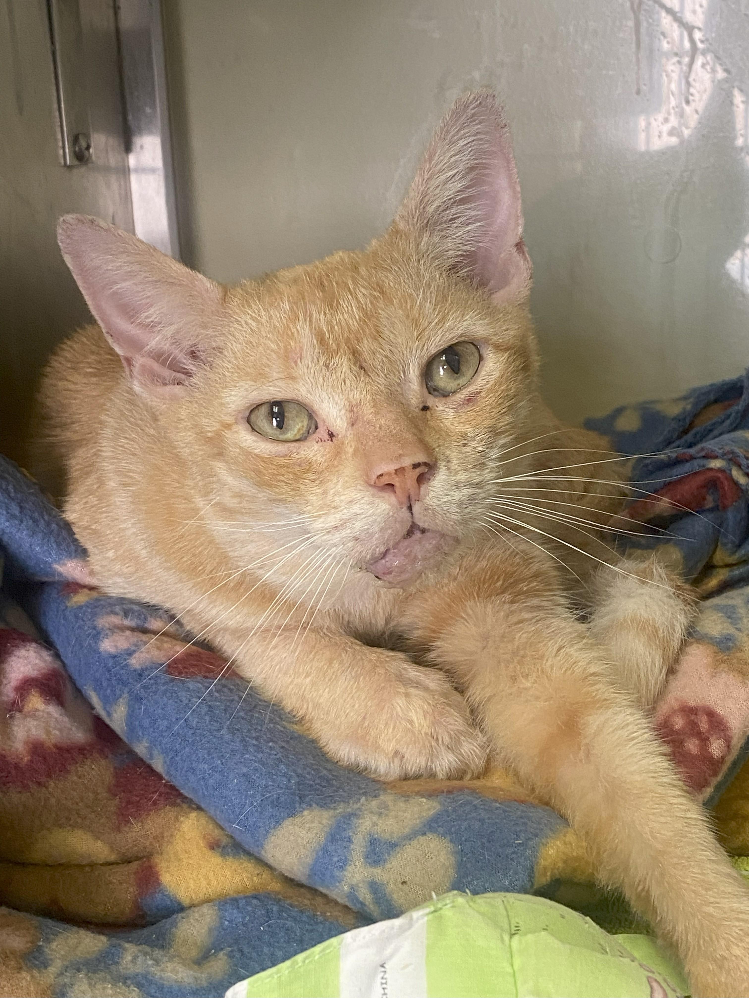 Mr. Sweet Face, an adoptable Domestic Short Hair in Margate, FL image 3/3