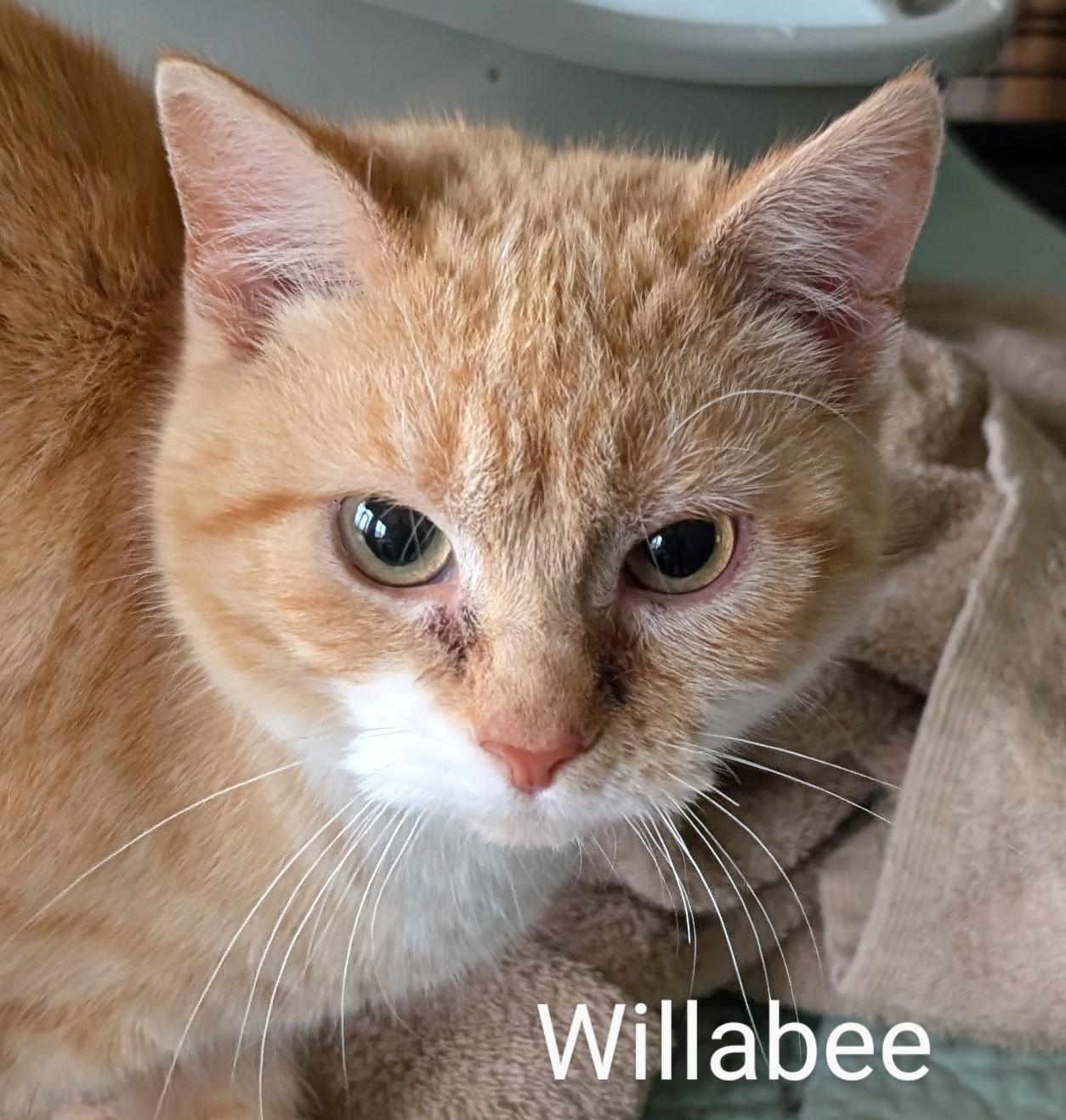 Willabee