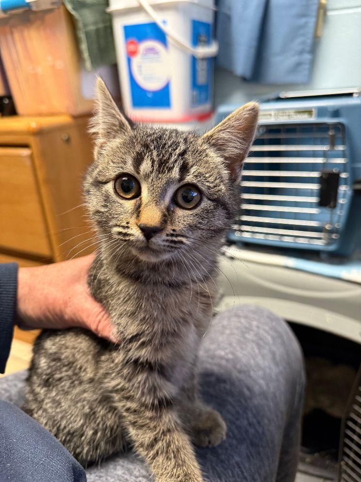 Enzo, Adoptable, Young Male Domestic Short Hair.