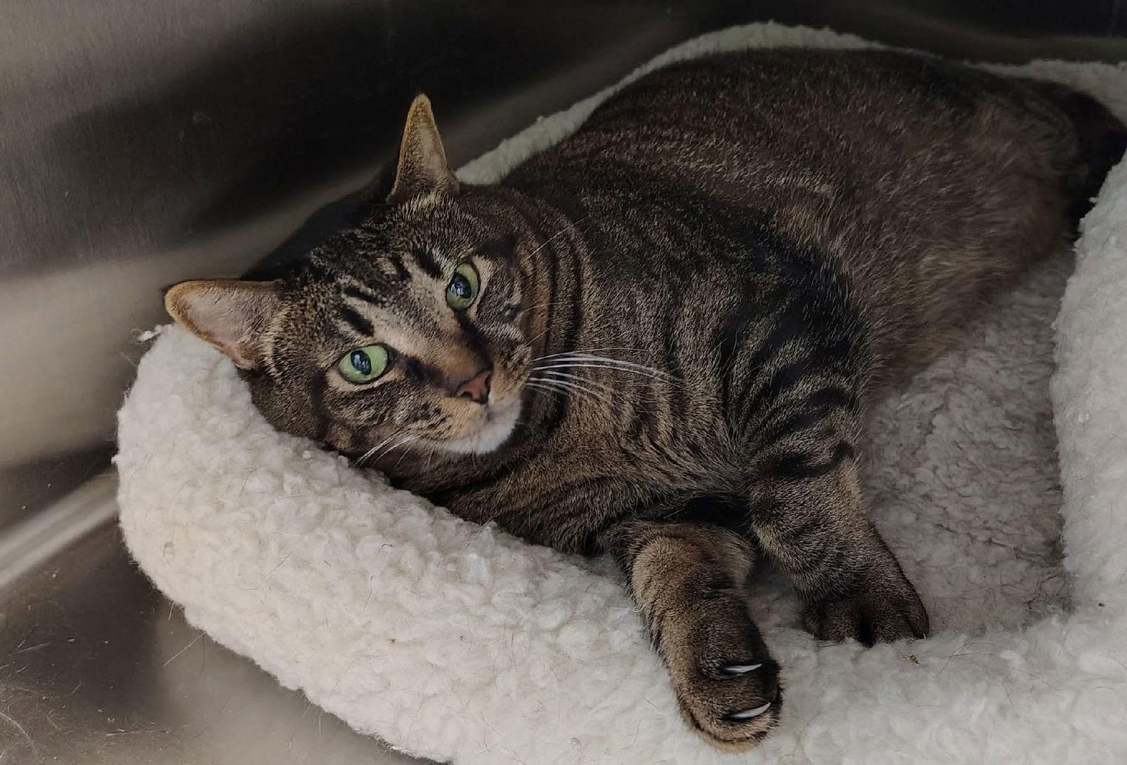 Enlarge Enzo, a Adoptable Domestic Short Hair in Staley, NC image 1/1