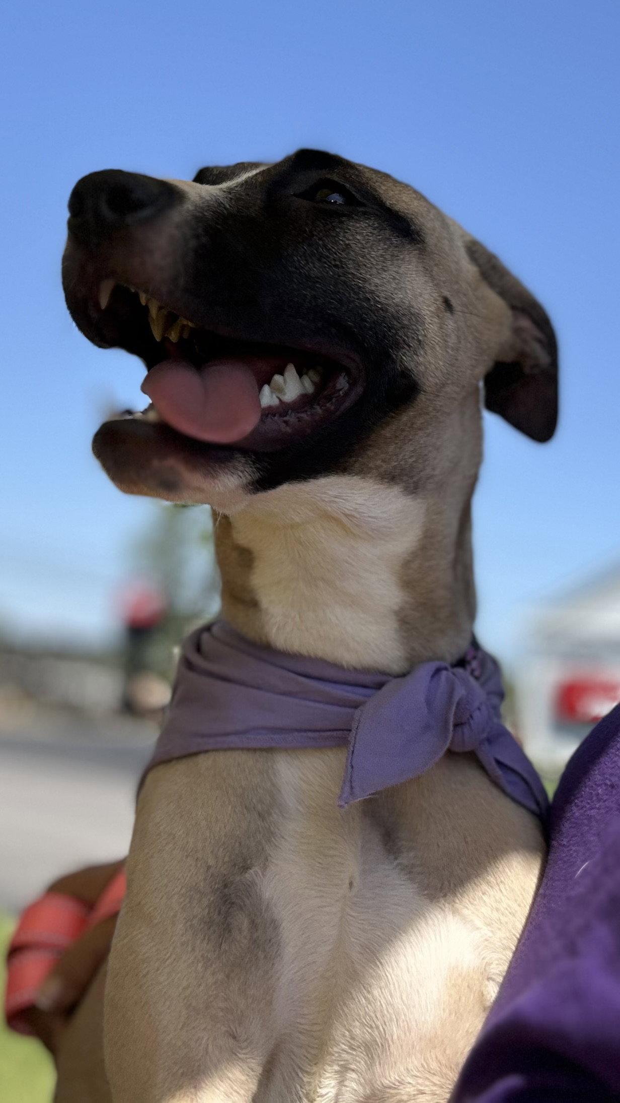 Riley, a Adoptable mixed breed in Tonawanda, NY image 1/3