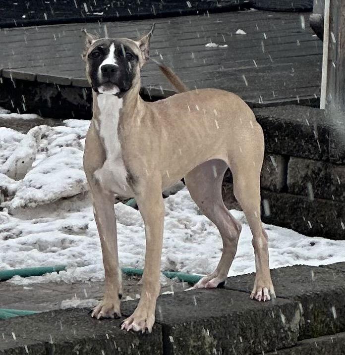 Riley, a Adoptable mixed breed in Tonawanda, NY image 1/3