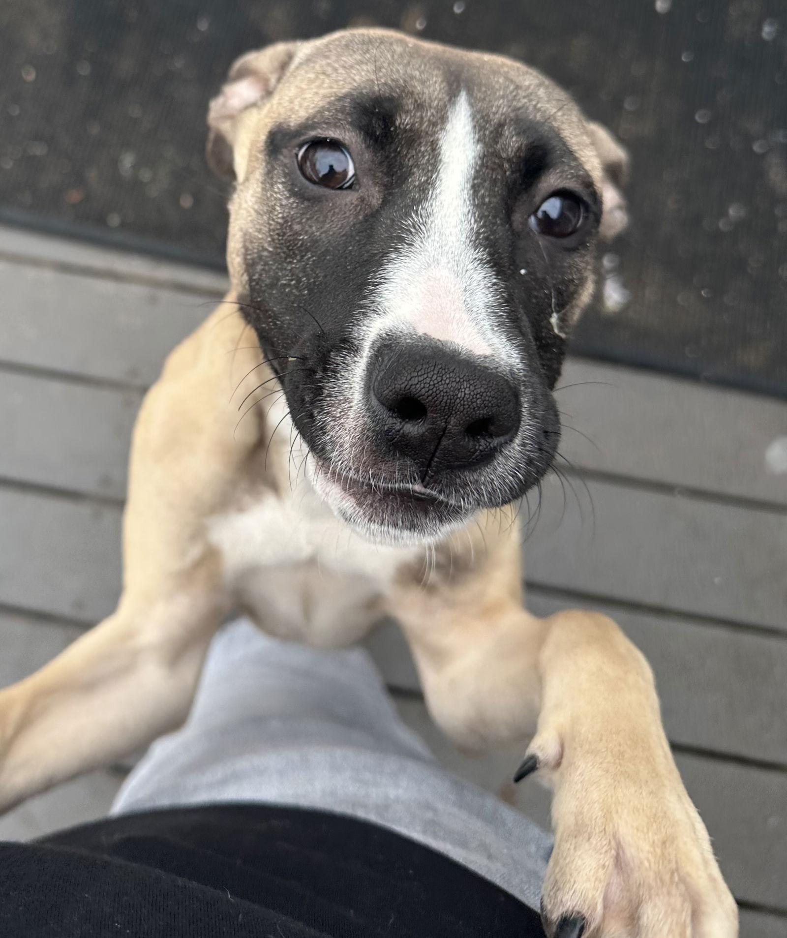 Riley, a Adoptable mixed breed in Tonawanda, NY image 2/3