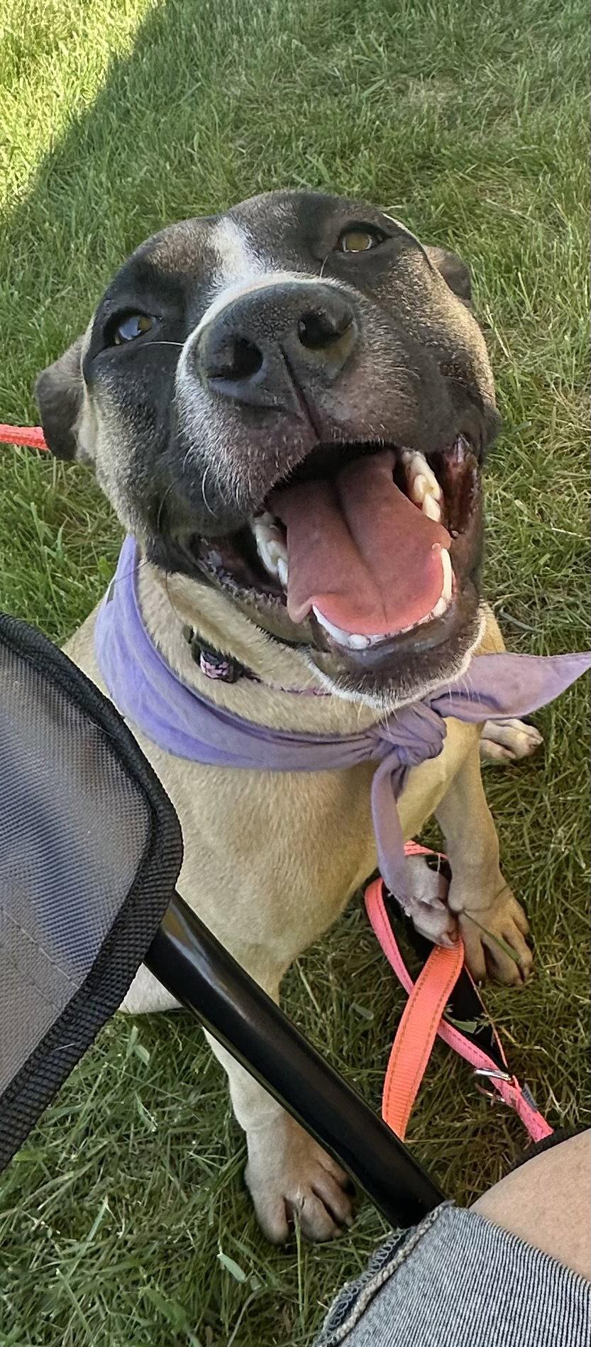 Riley, a Adoptable mixed breed in Tonawanda, NY image 2/3