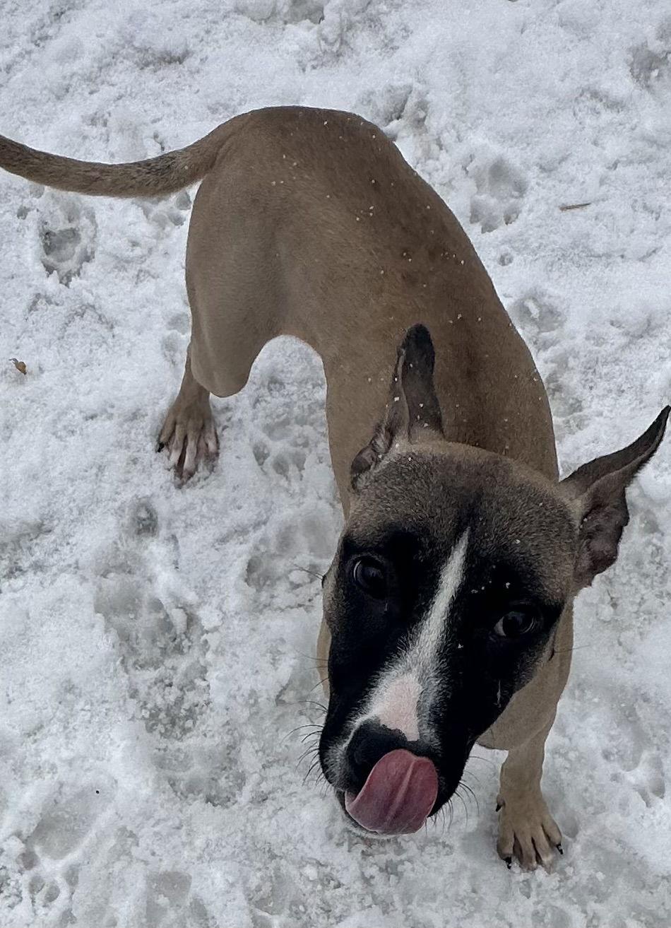 Riley, a Adoptable mixed breed in Tonawanda, NY image 3/3