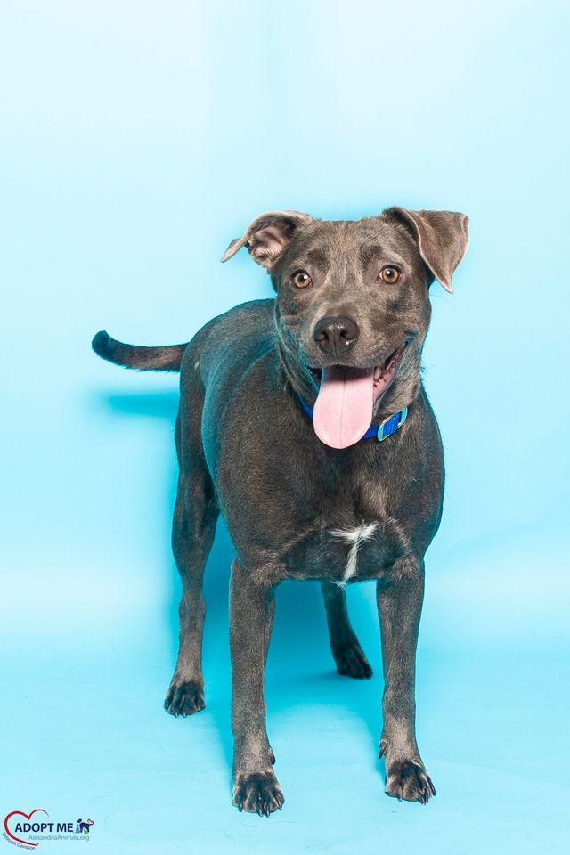 Bonnie, Adoptable, Adult Female Mixed Breed.