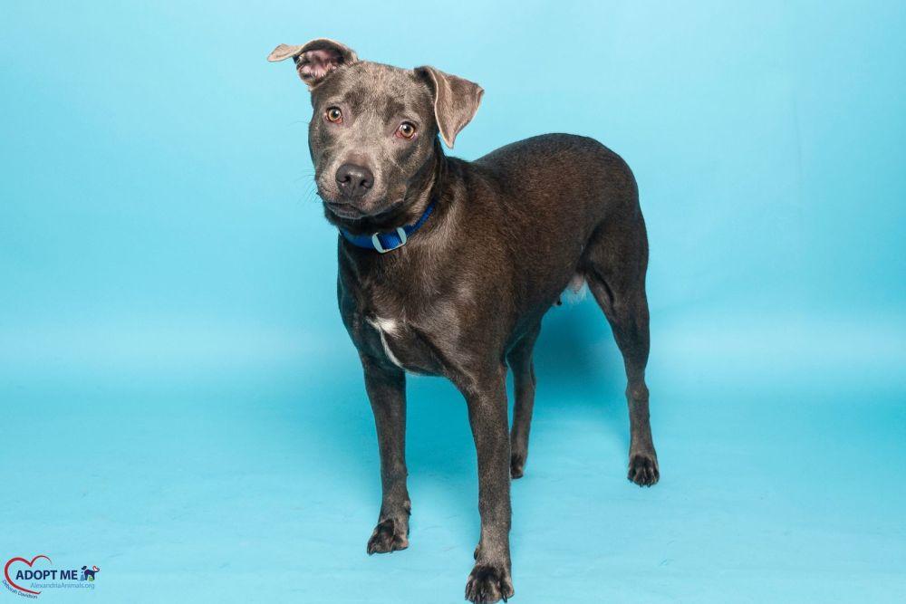 Enlarge Bonnie, a Adoptable Mixed Breed in Alexandria, VA image 2/4