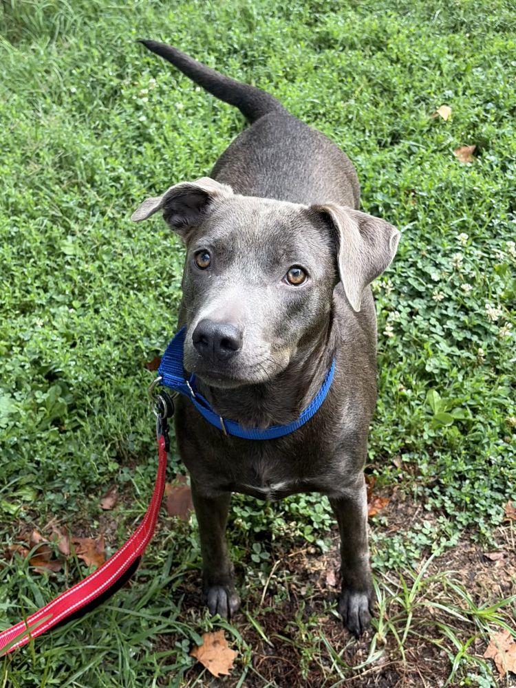 Enlarge Bonnie, a Adoptable Mixed Breed in Alexandria, VA image 4/4