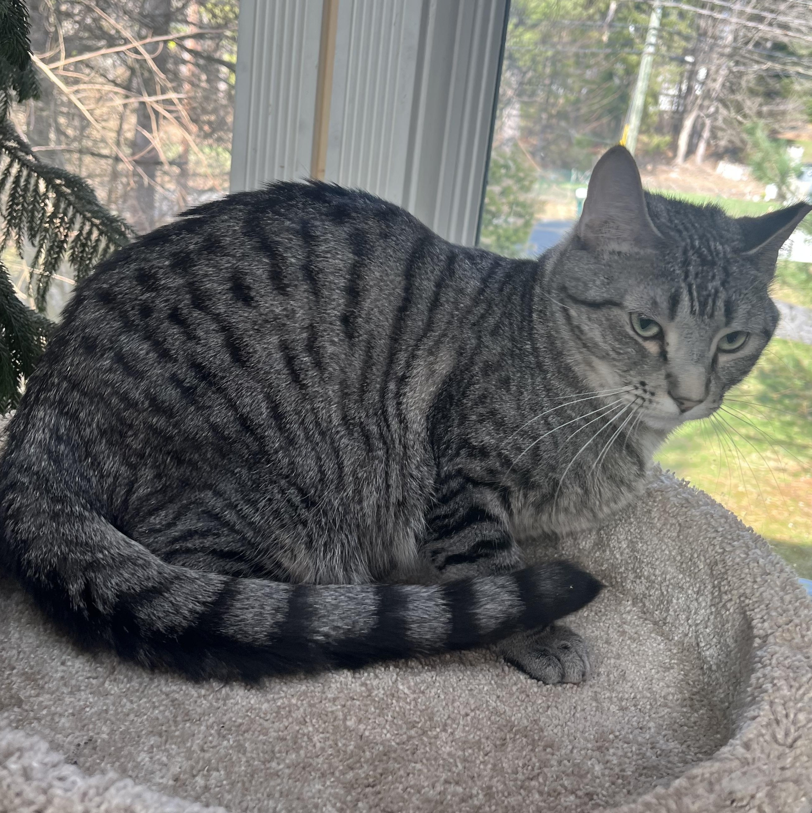 Enlarge PLAYFUL PONGO!, a ADOPTABLE mixed breed in Danbury, CT image 2/3