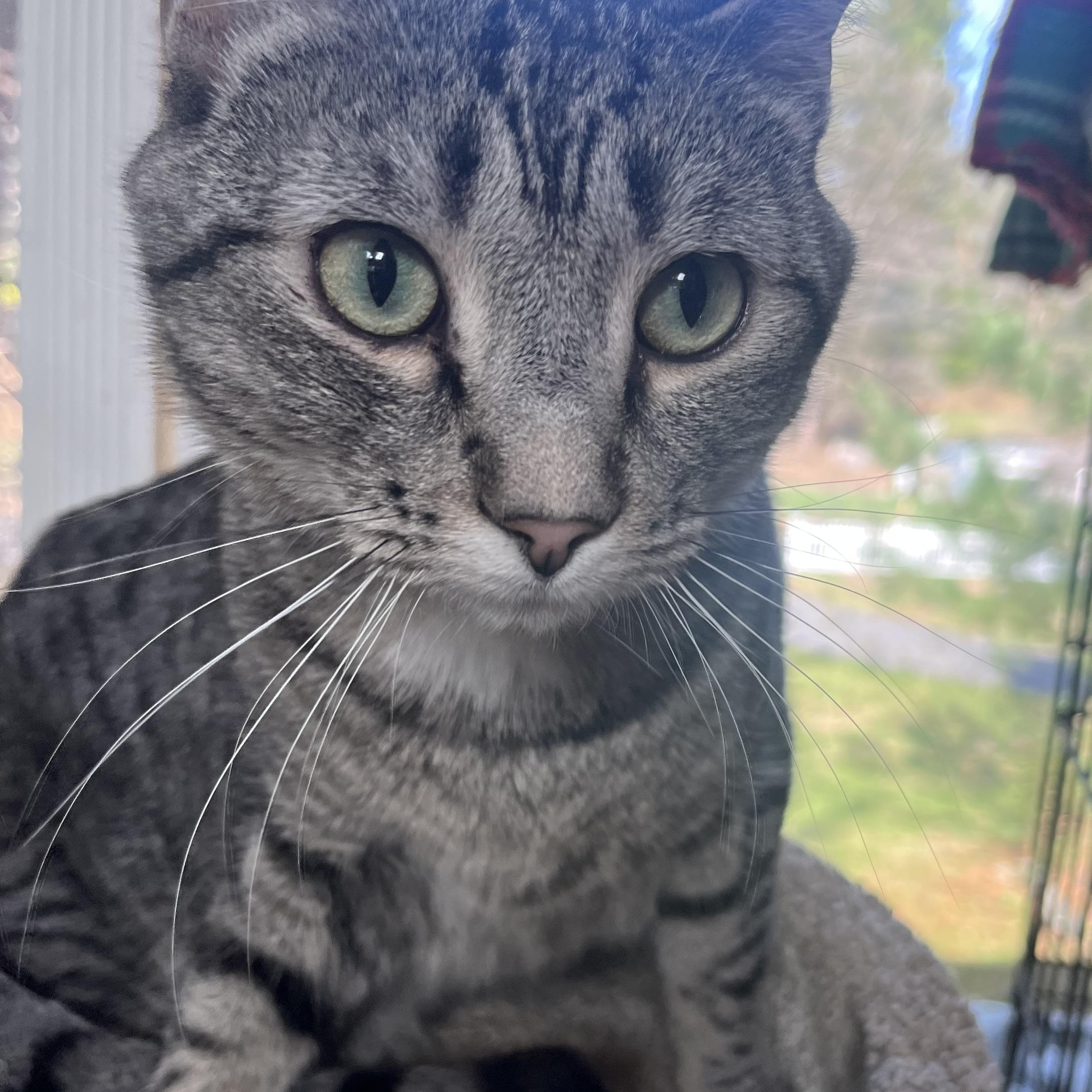 Enlarge PLAYFUL PONGO!, a ADOPTABLE mixed breed in Danbury, CT image 3/3