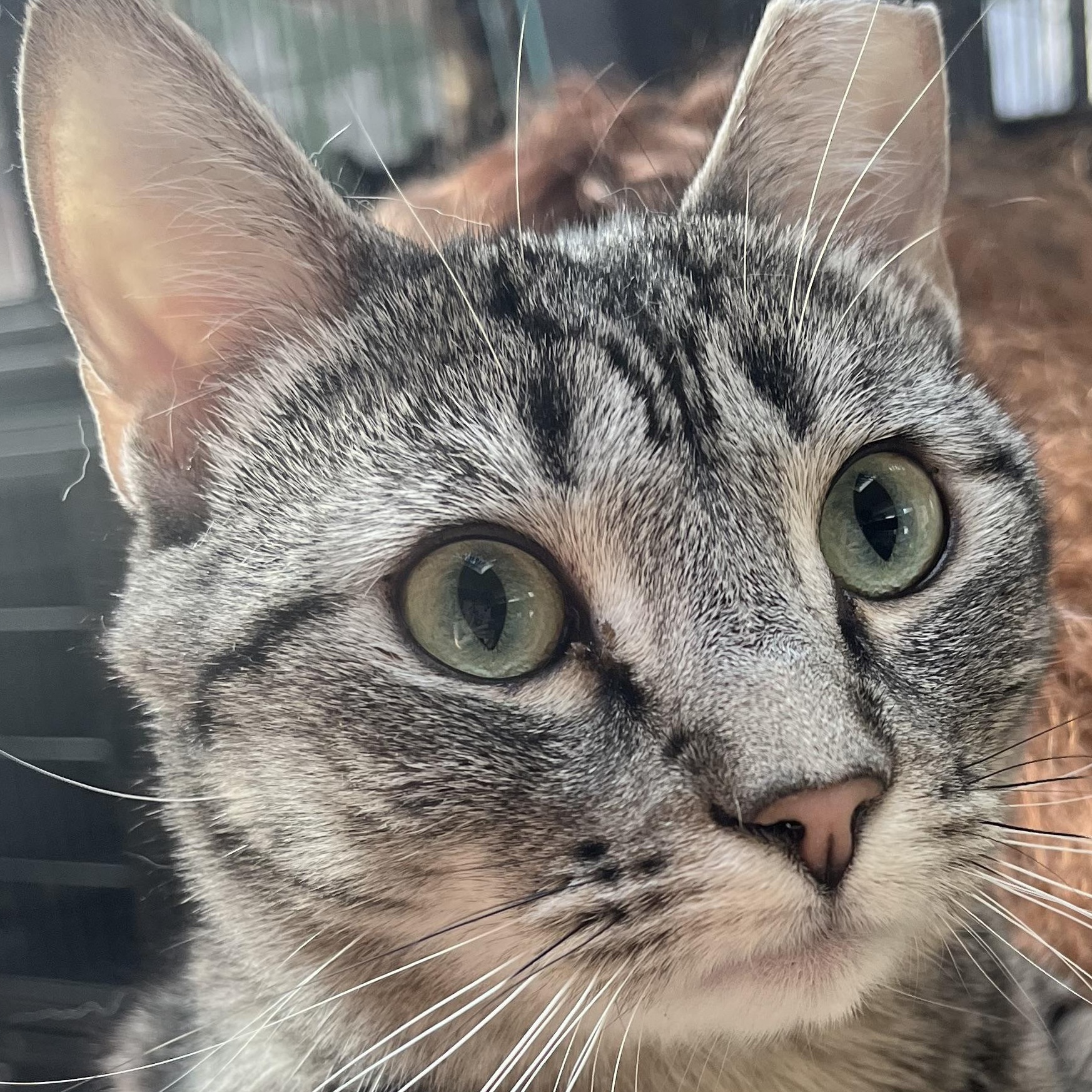 Enlarge PLAYFUL PONGO!, a ADOPTABLE mixed breed in Danbury, CT image 1/3