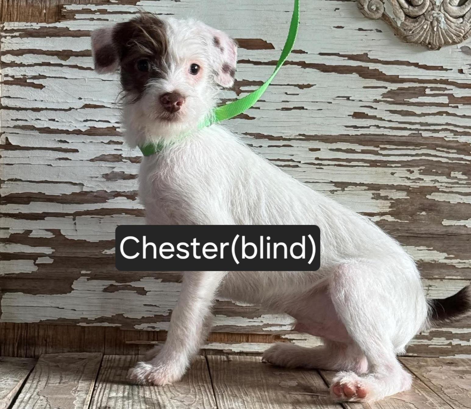 Chester, ADOPTABLE, Puppy Male Terrier & Mixed Breed.