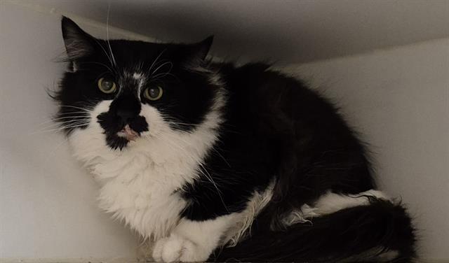 LUCA, Adoptable, Young Male Domestic Long Hair.